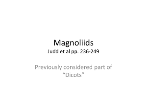 Magnoliids I and II
