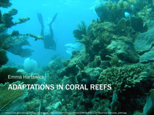 Adaptations in coral reefs