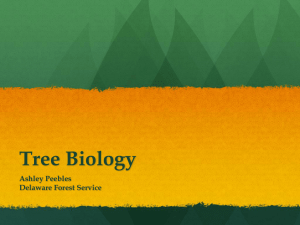 Tree Biology - delawaretrees.com