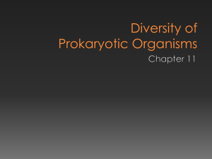 Diversity of Prokaryotic Organisms