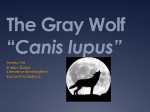 The Gray Wolf Canis lupus