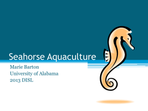Seahorse Aquaculture