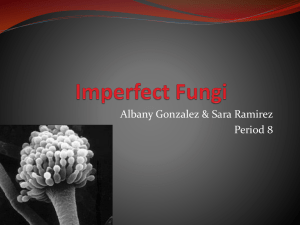 Imperfect Fungi-SARA & ALBANY