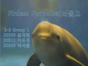 Finless Porpoise - Anthony Teacher.com