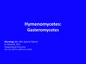 13-My Gasteromycetes - My Webspace files