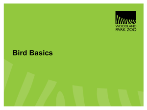 Bird Basics - Woodland Park Zoo