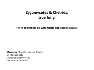 4-zygomycetes - Shippensburg University