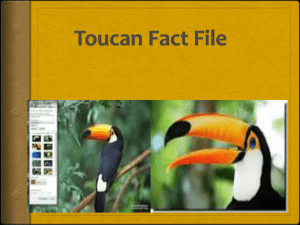 Toucan Fact File Contents