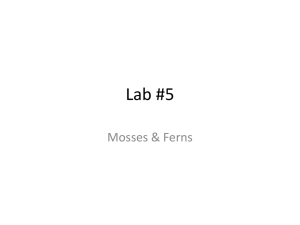 Lab 5 - Mosses and Ferns