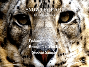 Snow Leopard ( Uncia uncia )