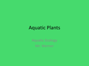 Aquatic Plants ppt email version