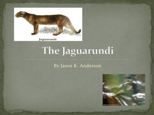 The Jaguarundi by jason anderson