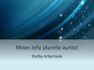 Moon Jelly (Aurelia aurita)