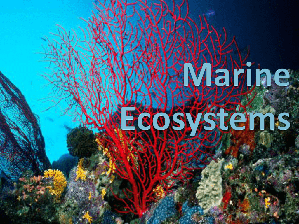 What Is A Marine Ecosystem