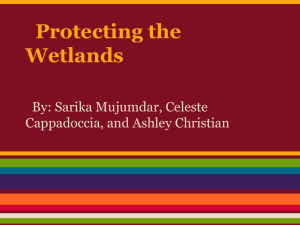 Protecting the Wetlands