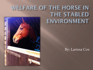 Welfare of the Horse in the Stabled Environment (2)