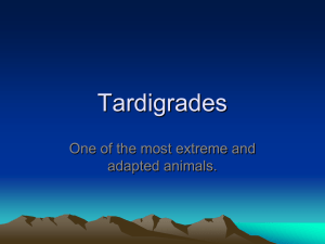 Tardigrades
