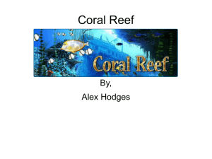 coral reef biome project