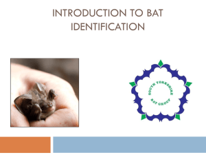 Bat ID presentation