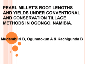 pearl millet`s root lengths and yields under