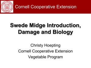 Swede Midge Damage and Biology