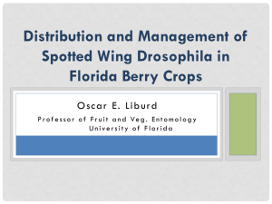 Distribution and Management of Spotted Wing Drosophila in Florida