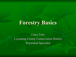 Forestry Basics