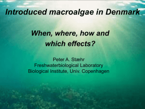Introduced macroalgae in Denmark When, where, how