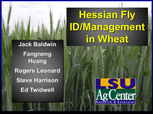 Hessian fly yield loss in winter wheat
