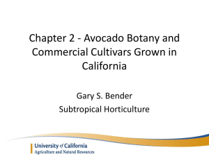 Avocado Botany and Commercial Cultivars Grown in California