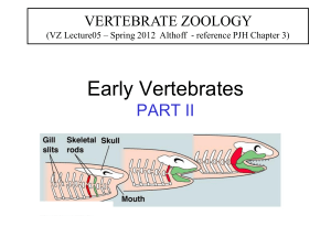 bony vertebrates