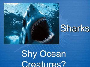 Sharks - Stacy A. Nyikos