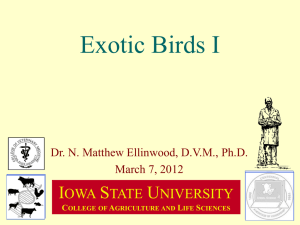 ANS 424 2012-03-07 Exotic birds I