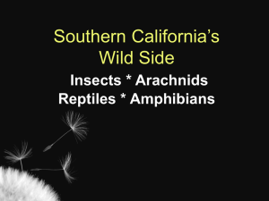 Insects / Reptiles - Hart District ROP