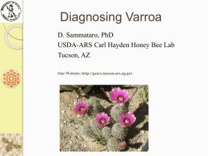 Diagnosing Varroa, a power point format