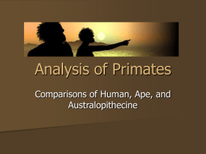 Analysis of Primates