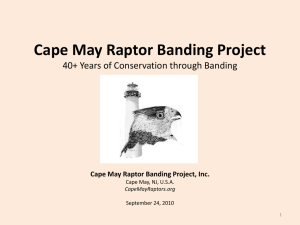 Cape May Raptor Banding Project, Inc.
