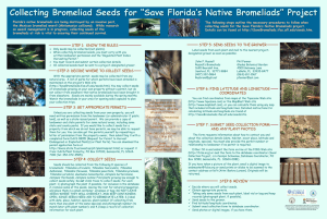 Collecting Bromeliad Seeds for - University of Florida Entomology
