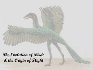 letc_2_Evolution of birds
