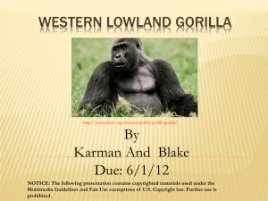 Gorilla - Bobcat Blurb