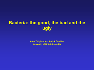 Bacteria PowerPoint