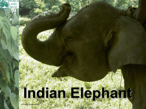 Indian Elephant - World Land Trust