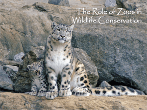 The Role of Zoos in Wildlife Conservation