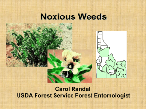 Noxious Weed Issues - Idaho Forest Products Commission