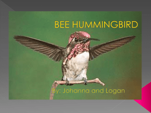 BEE HUMMINGBIRD