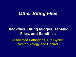 Biting Flies - PHSource.us