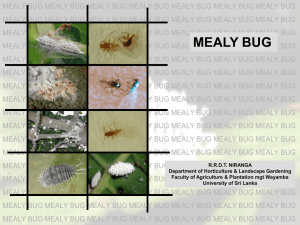 mealy bug