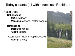 13. Rosid tree & shrubs