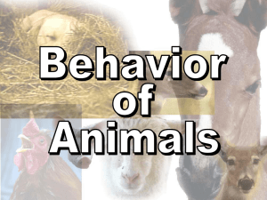 Animal Behaviors Power Point
