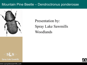 Mountain Pine Beetle Presentation